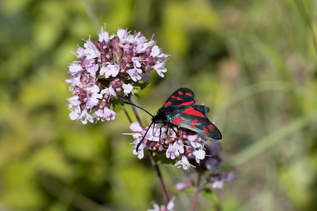 voornes duin tenellaplas Quackjeswater natuur natuurgebied natuurmonumenten hdr duinen Zuid Hollands landschap polder bossen natuurreservaat Natura 2000